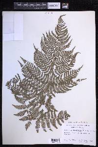 Dryopteris sandwicensis image