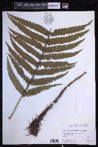 Dryopteris fuscoatra image