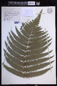 Dryopteris fuscoatra image