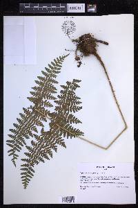 Dryopteris alboviridis image