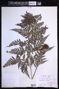 Dryopteris glabra image