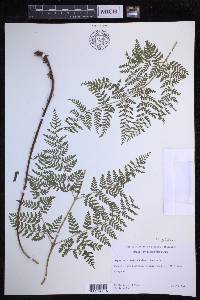 Dryopteris glabra image