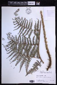 Dryopteris unidentata image