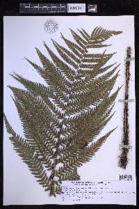 Dryopteris fuscoatra image