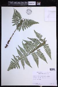 Dryopteris hawaiiensis image