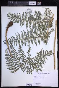 Dryopteris glabra image