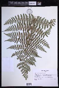 Dryopteris alboviridis image