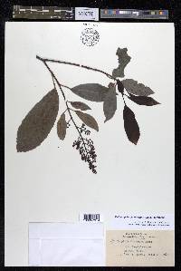 Staphylea formosana image