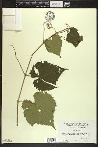 Vitis vulpina image