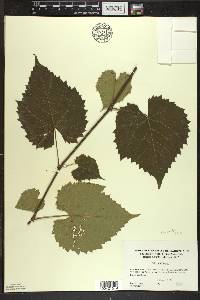 Vitis vulpina image