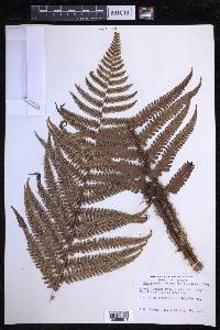 Dryopteris fuscoatra image