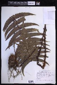 Dryopteris fuscoatra image