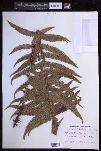 Dryopteris fuscoatra image