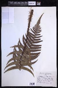 Dryopteris fuscoatra image