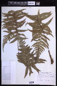 Dryopteris fuscoatra image