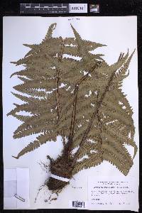 Dryopteris fuscoatra image