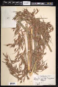 Themeda villosa image