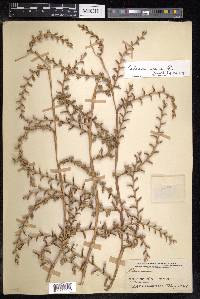 Calamus caesius image