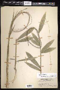 Calamus caesius image