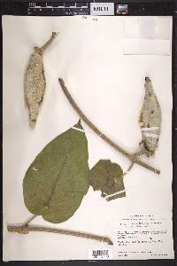 Ruehssia lanata image