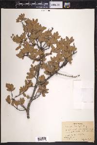 Quercus toumeyi image