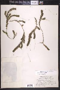 Elodea canadensis image