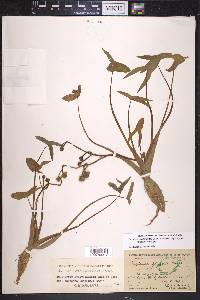 Sagittaria montevidensis image