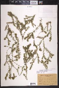 Elodea nuttallii image