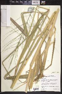 Zizania aquatica image