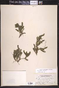 Elodea canadensis image