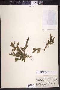 Elodea canadensis image