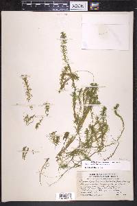 Elodea nuttallii image