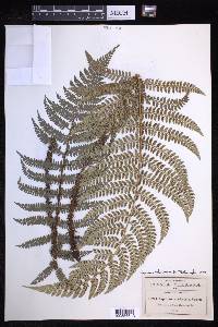 Polystichum distans image