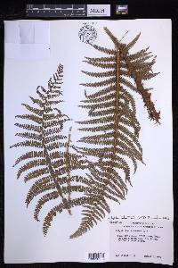 Polystichum distans image