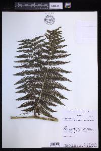 Stigmatopteris lechleri image