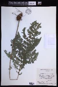 Polystichum fournieri image