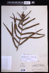 Drynaria novoguineensis image