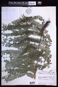 Polystichum distans image