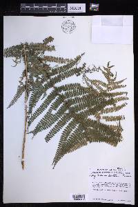 Polystichum distans image