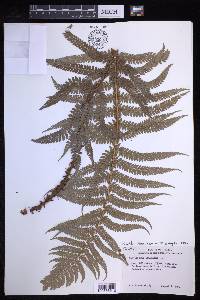 Polystichum distans image