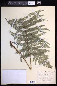 Polystichum distans image