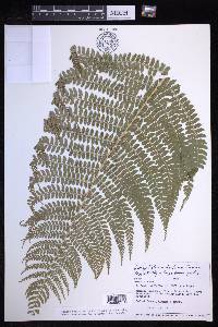 Polystichum distans image