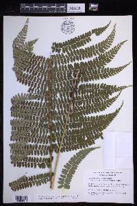 Polystichum distans image