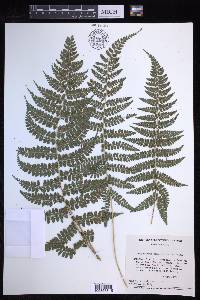 Polystichum fournieri image