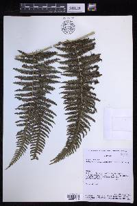 Stigmatopteris lechleri image