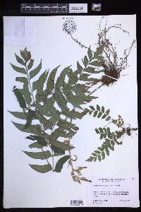 Polystichum dubium image