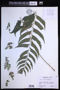 Polystichum dubium image