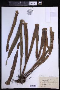Lepisorus platyrhynchos image