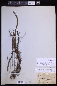 Lepisorus pseudoussuriensis image