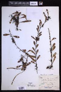 Pyrrosia lanceolata image